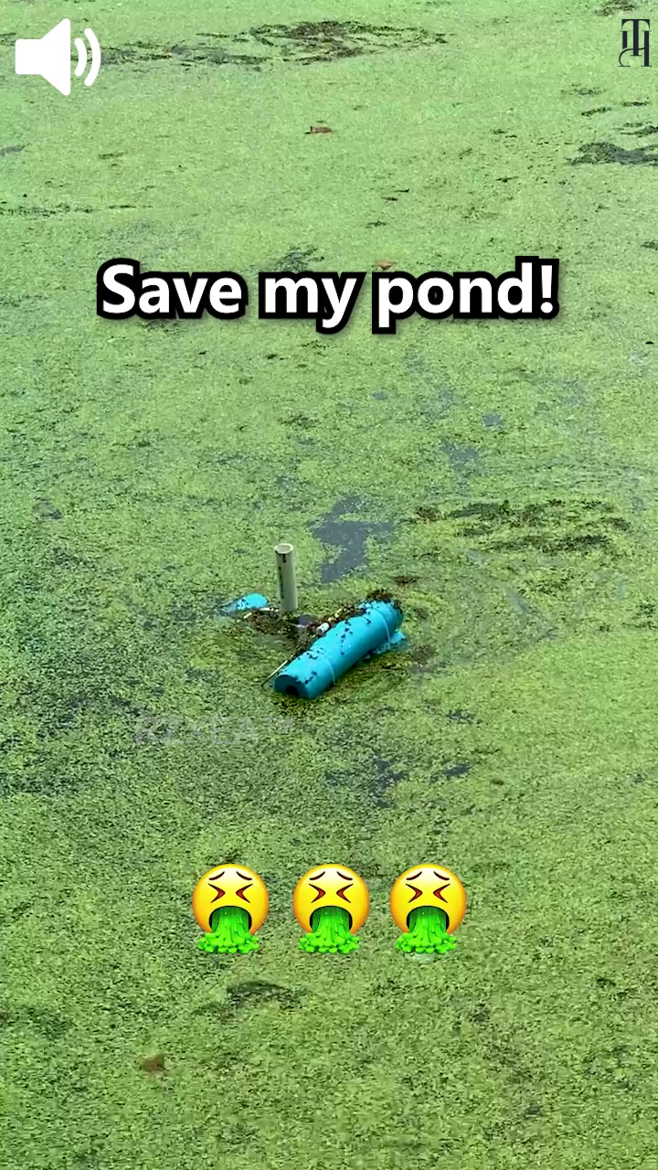 Crystal Clear Ponds in Just 24 Hours!