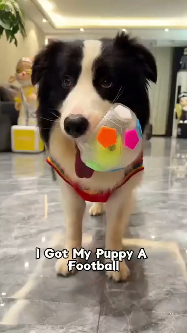 Interactive Dog Soccer Ball Toy with Grab Tabs