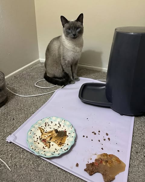 Ich habe meine Bella geliebt. Sie ist wegen meinem Fehler gestorben