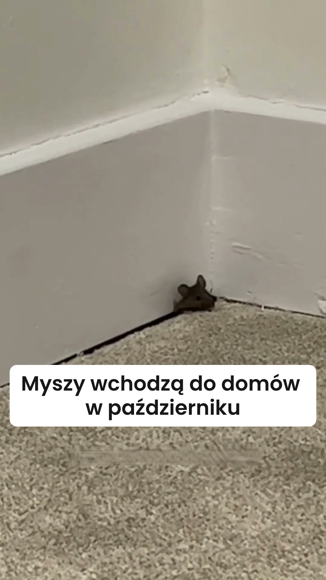 Zanim myszy znajdą zimowisko