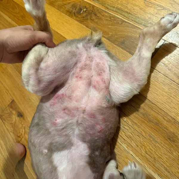 Bear Died At 8. Bodhi Started Doing The Same Thing