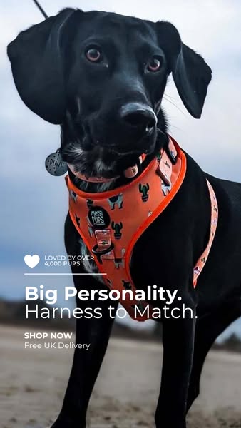 Big Personality. Harness to Match.