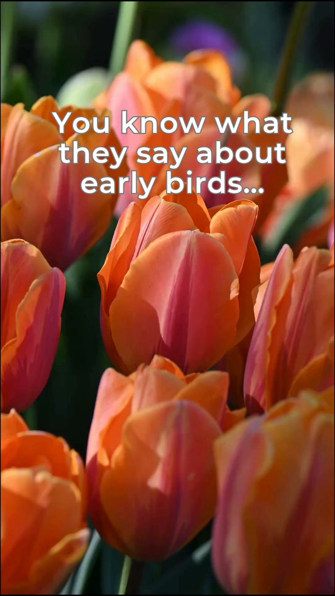 Pre-order spring bulbs now