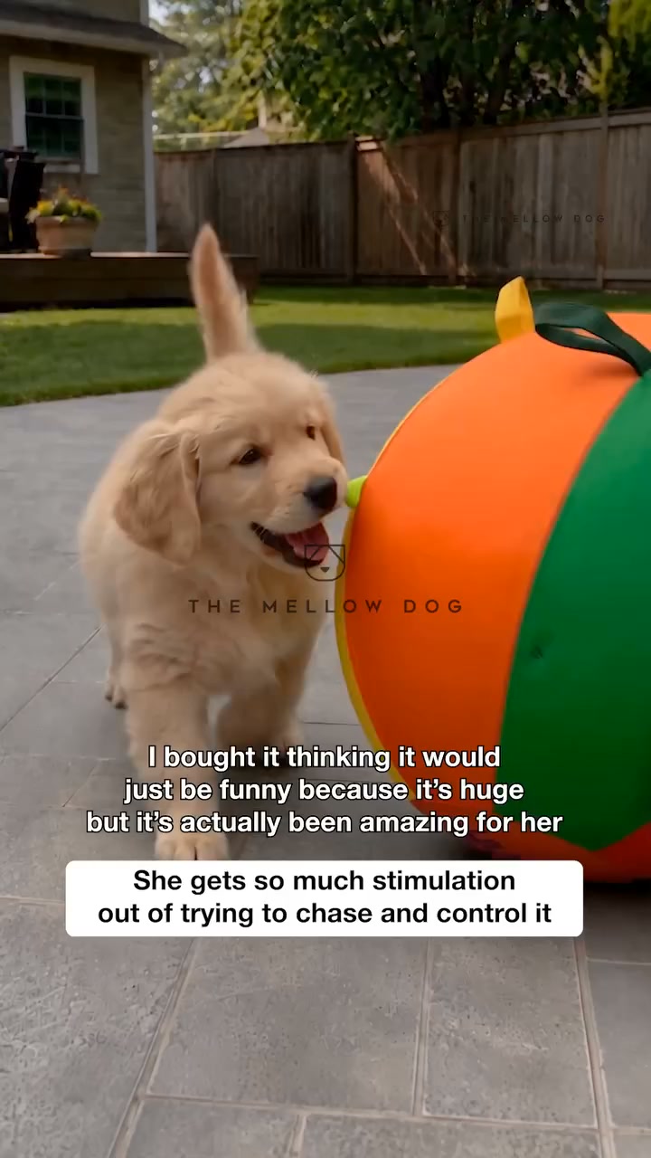 Watch your dog play like they've never played before