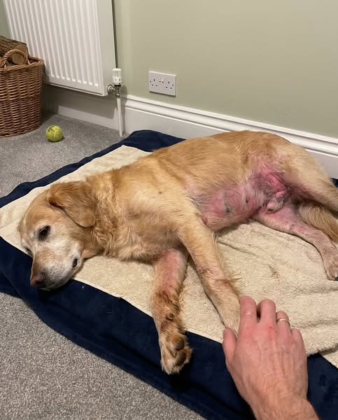 Read This Before Your Next Vet Bill