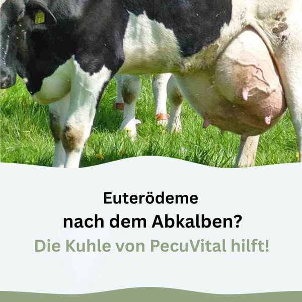 Hilf deiner Kuh, sich besser zu fühlen