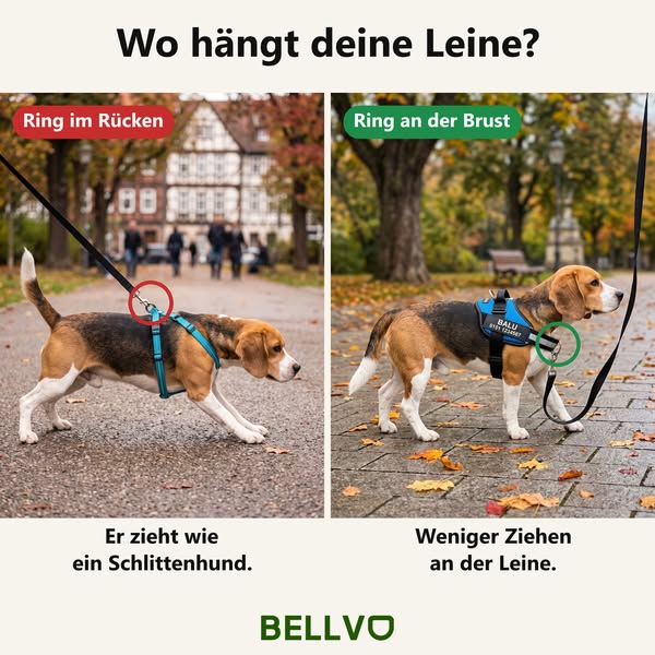 Das Anti-Zug-Geschirr, das deinen Hund zu dir umdreht