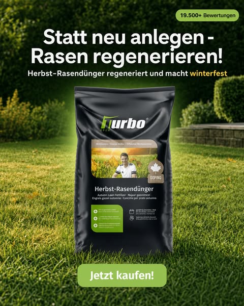 Rasen nach dem Sommer retten