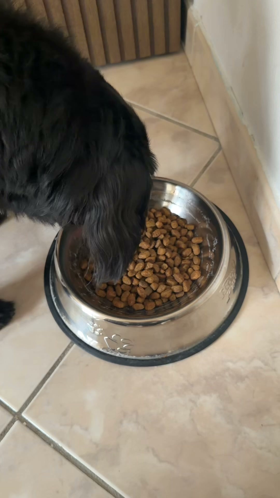 Cibo fresco e su misura per il tuo cane. Scopri il suo piano personalizzato