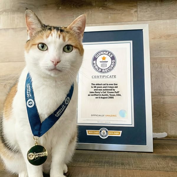 Why World Record Cats Live To 27