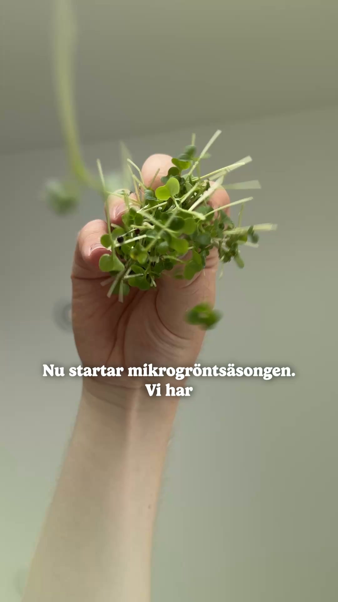 Microgreens-säsongen är igång!
