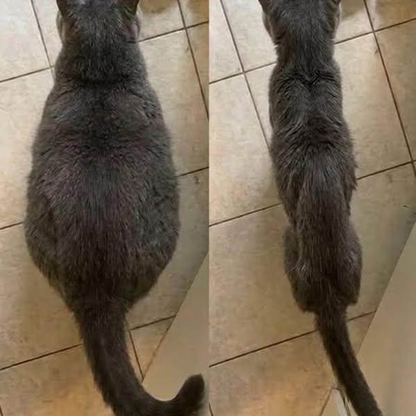 J’ai annulé le rendez-vous d’euthanasie de Willow.