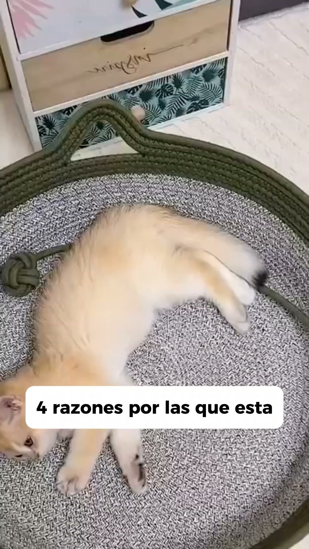 Se lima las uñas solo. Sin cortaúñas.