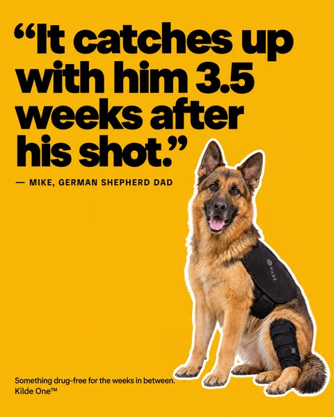 When Your Dog Can’t Have Pain Meds Anymore
