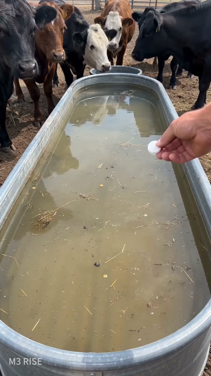 Stock Tank & Livestock Water Trough Cleaniang Tablets