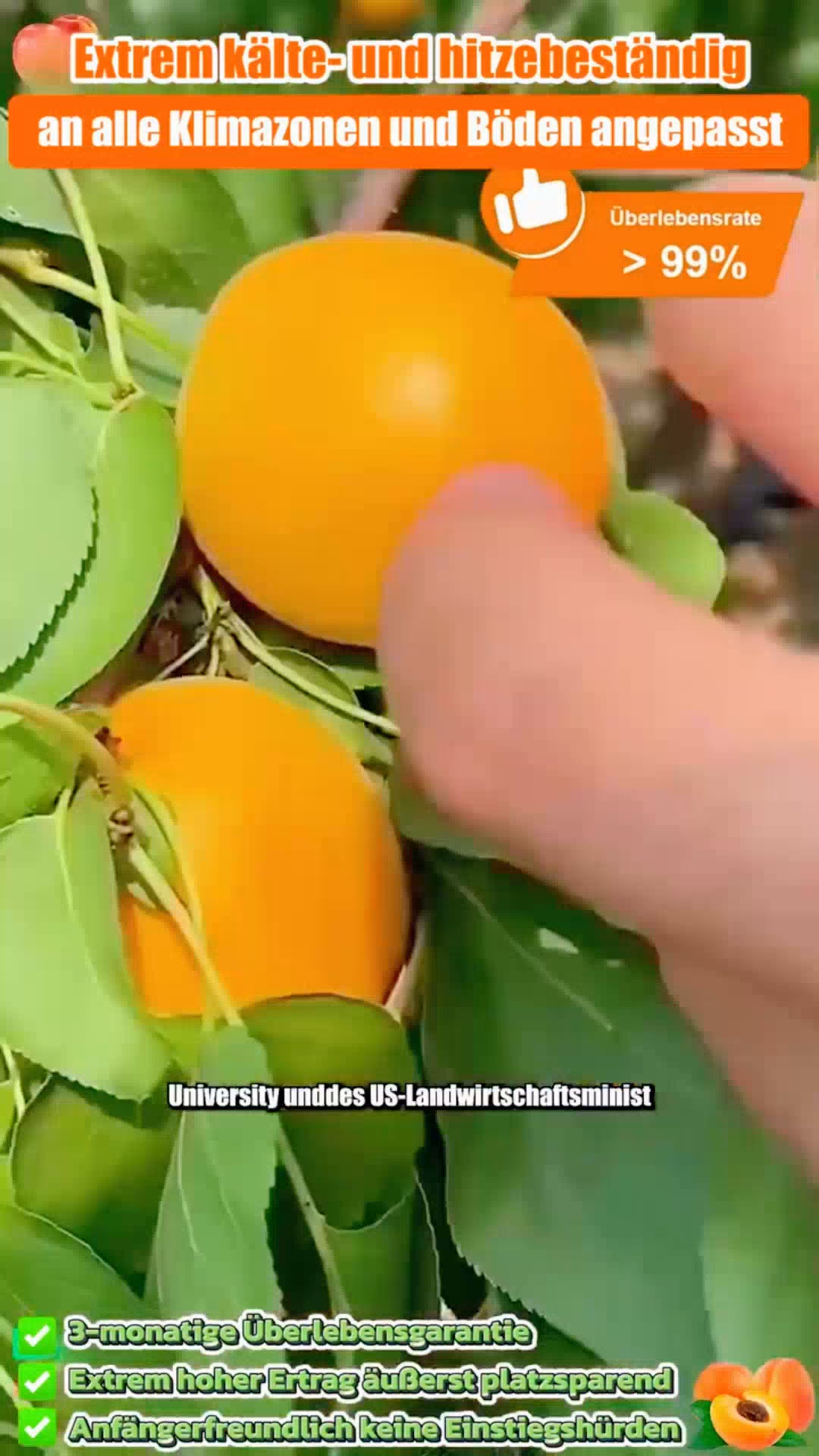 Kein Garten? Kein grüner Daumen? Egal. Dieser Aprikosenbaum wächst auch auf deinem Balkon.