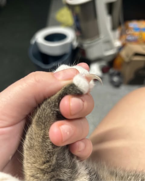 Kattenopvang onthult slimme nageltruc