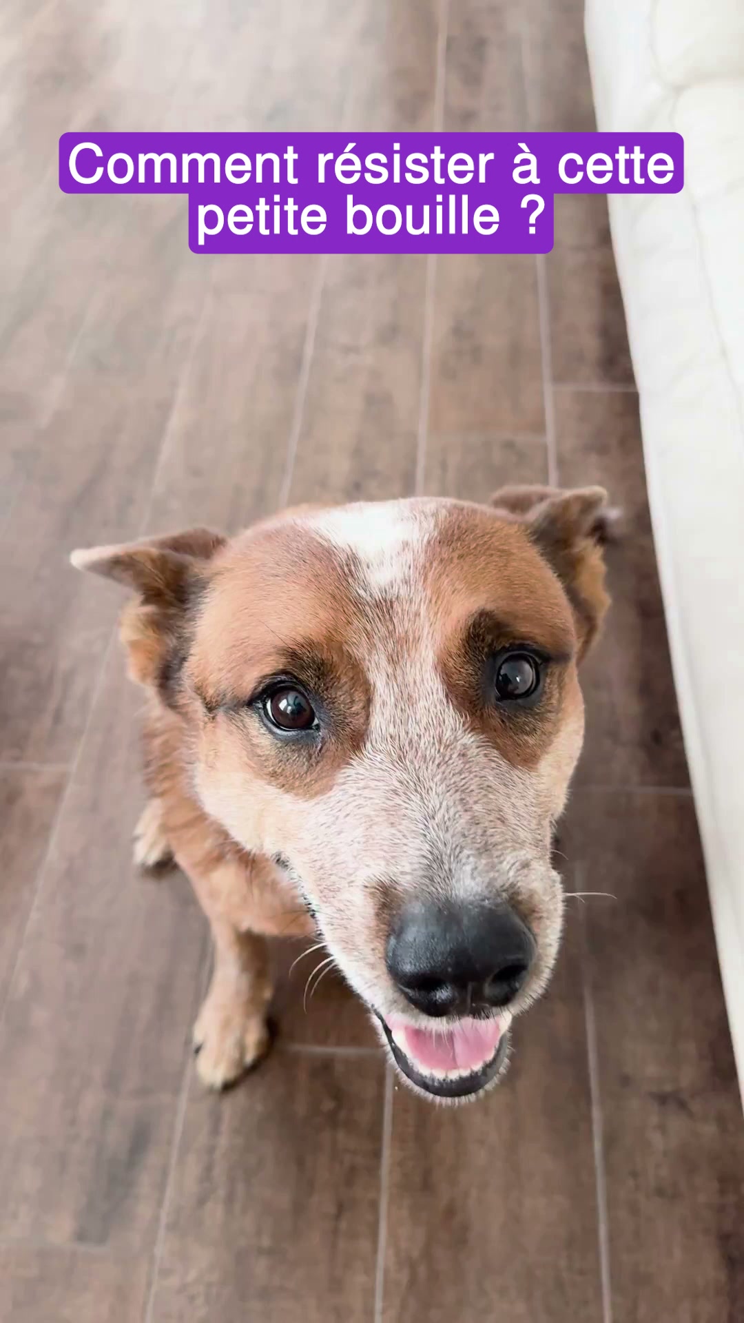 Freezbone est recommandé par les éducateurs canins.