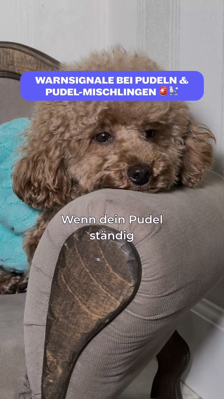 Speziell für Pudel & Doodles