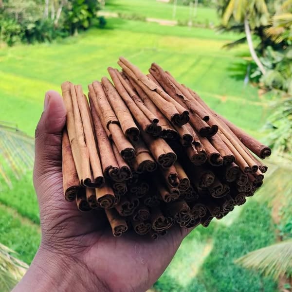 Ceylon Cinnamon 7200mg Equivalent with MCT Oil