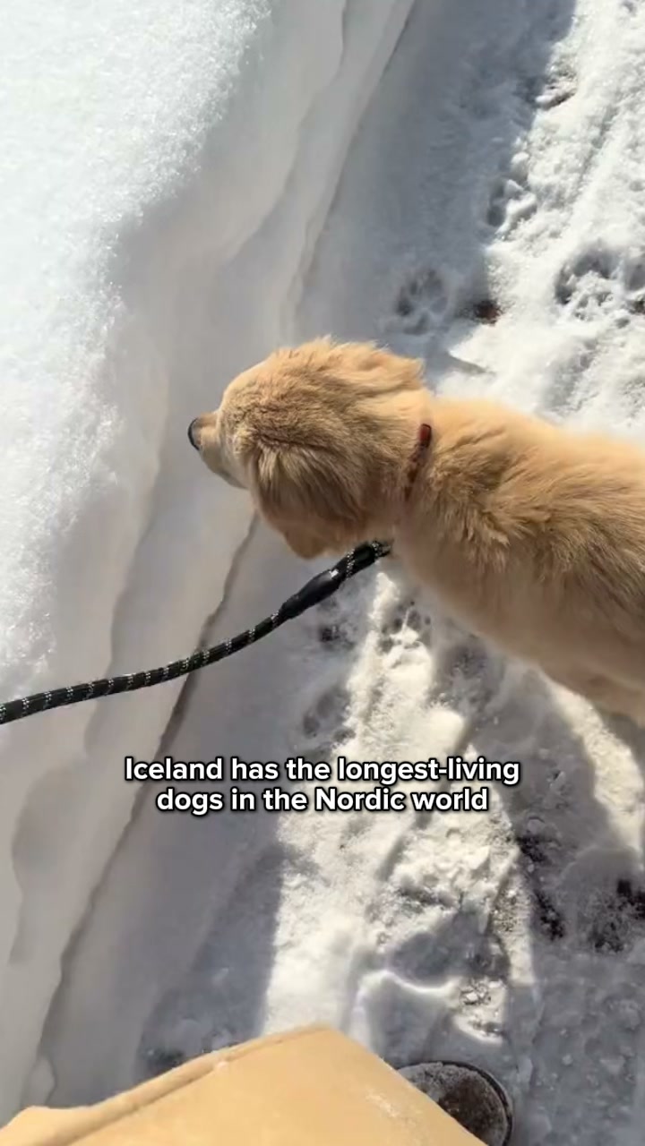 The Sled Dog Secret..
