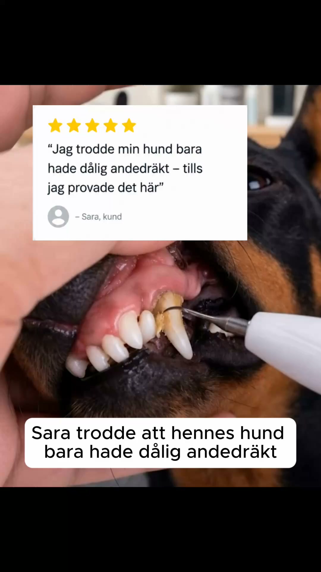 Lenhy Kit – Tyst ultraljudsbaserad tandstens- och plackborttagare för hundar