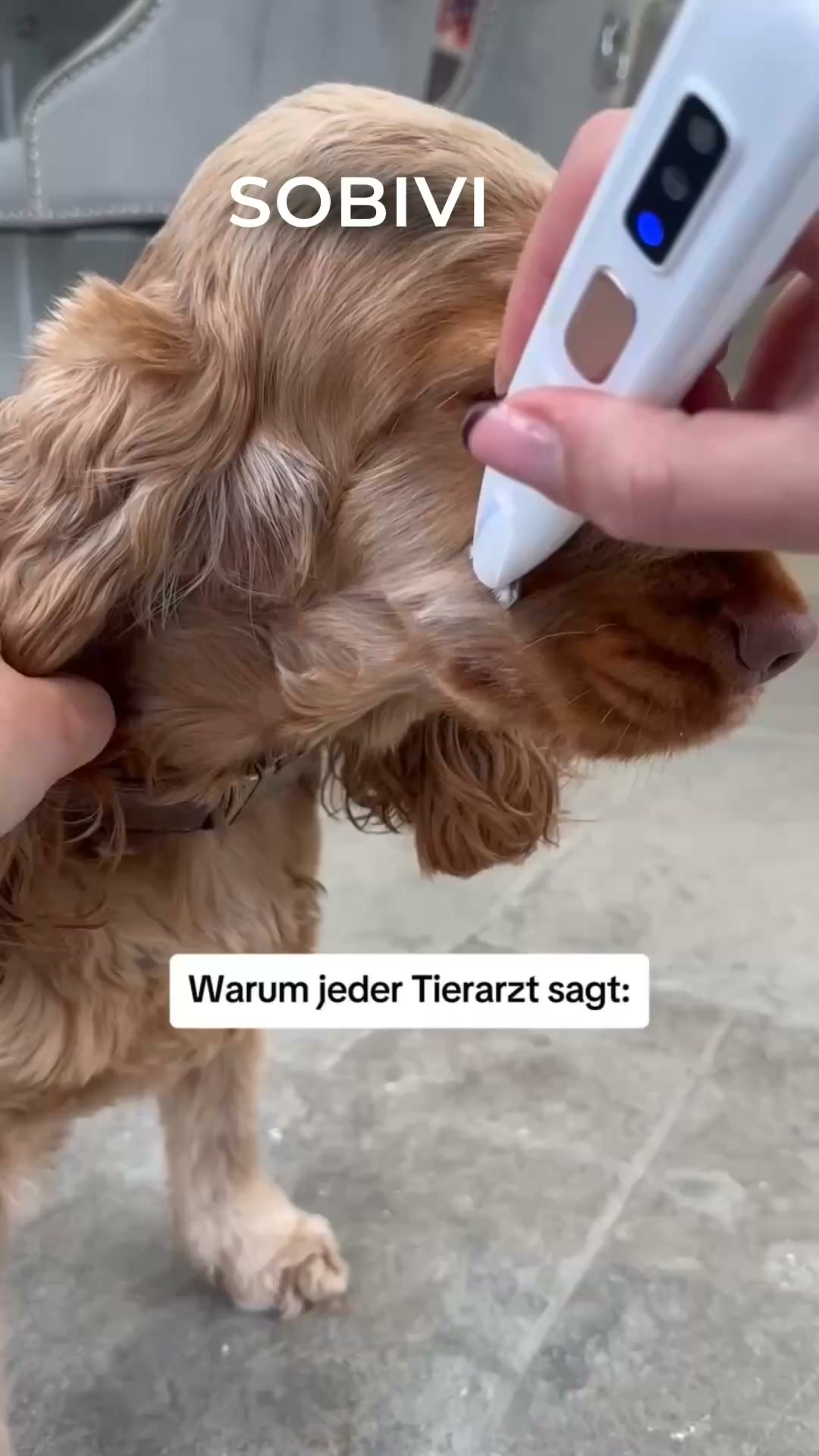 Pfoten trimmen ohne Drama! Der Sobivi Trim macht deinen Hund entspannt