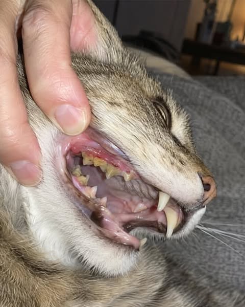 Dental cleaning for your cat? Read this