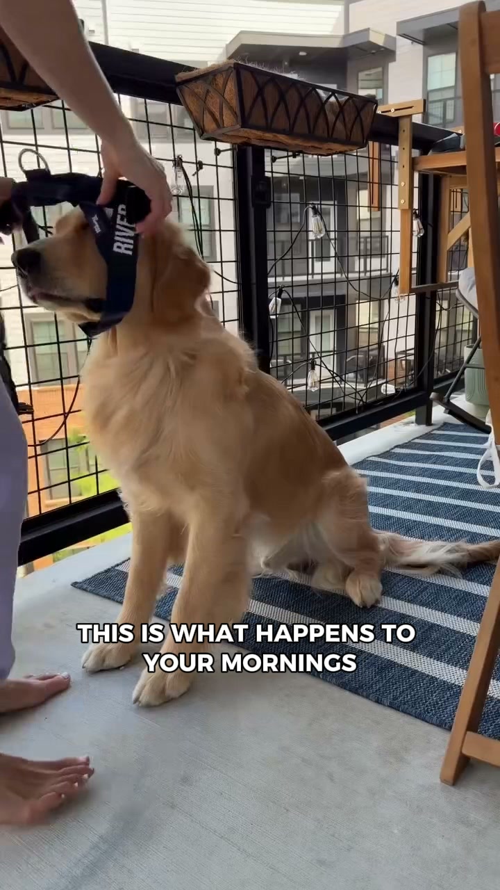 The harness that goes on in 2 seconds
