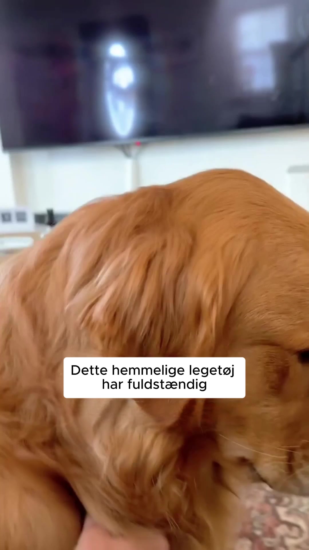 Reducerer stress og rastløshed hos hunde 4,8/5