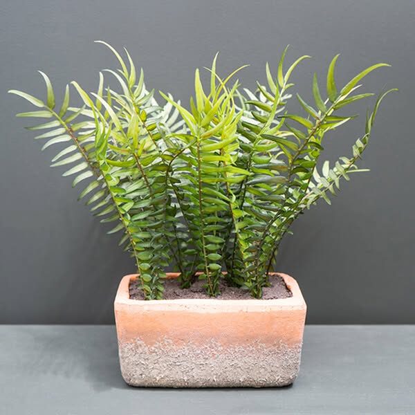 Lifelike Green Fern in Modern Cement Pot