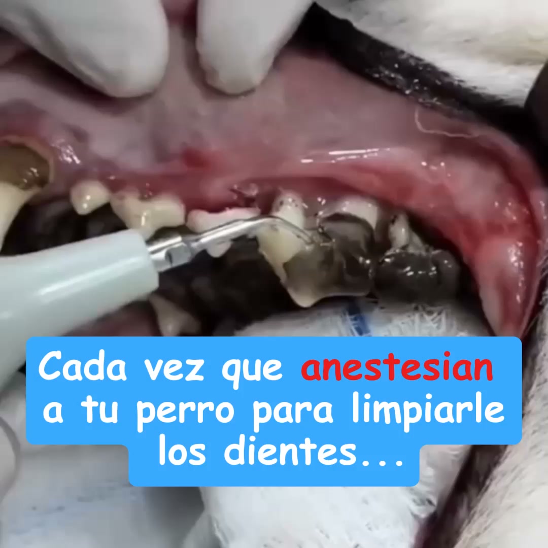 Envío Gratis 24/48h - Pago Contrareembolso