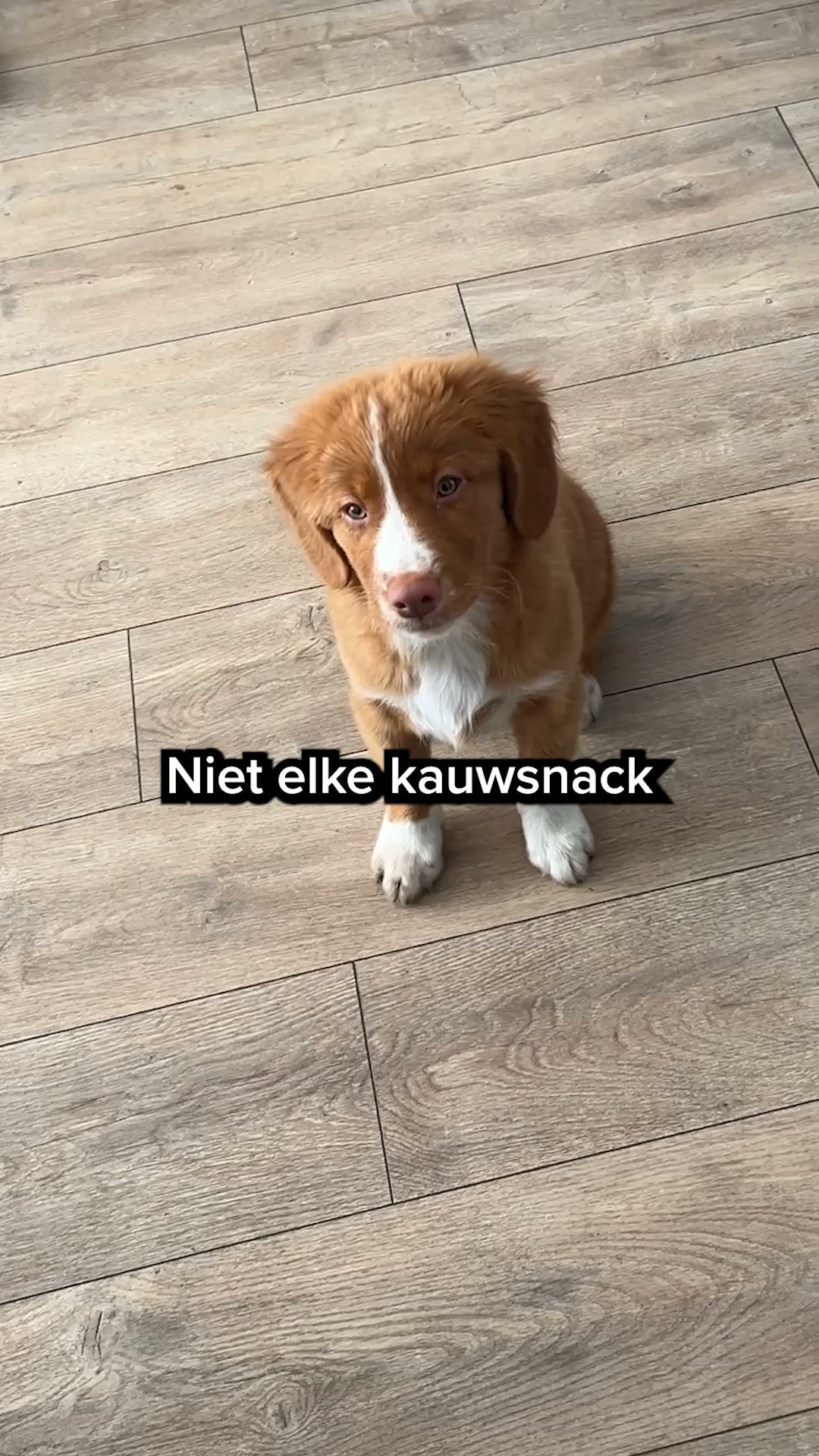 Ontdek de snackbox voor jouw puppy