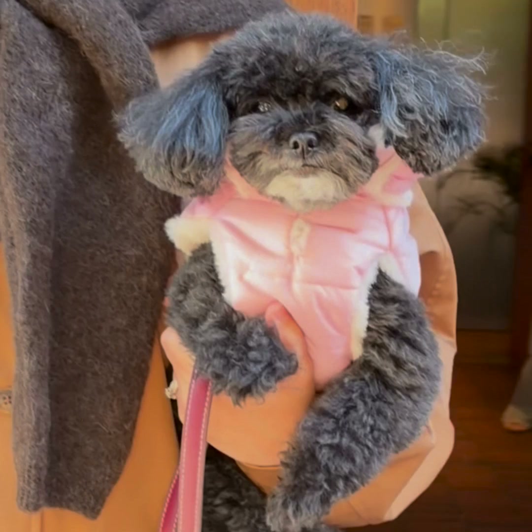 Abrigos para perros · Nueva colección