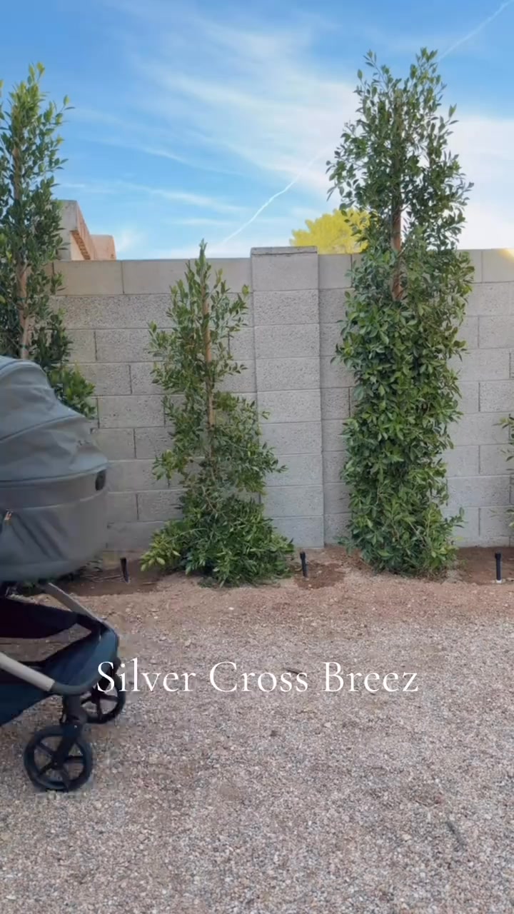 Meet the next chapter of Silver Cross