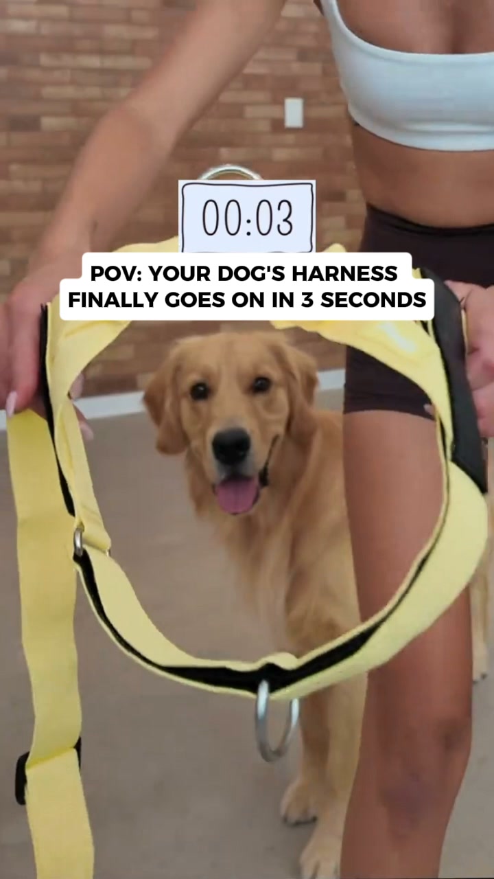 The harness that goes on in 2 seconds