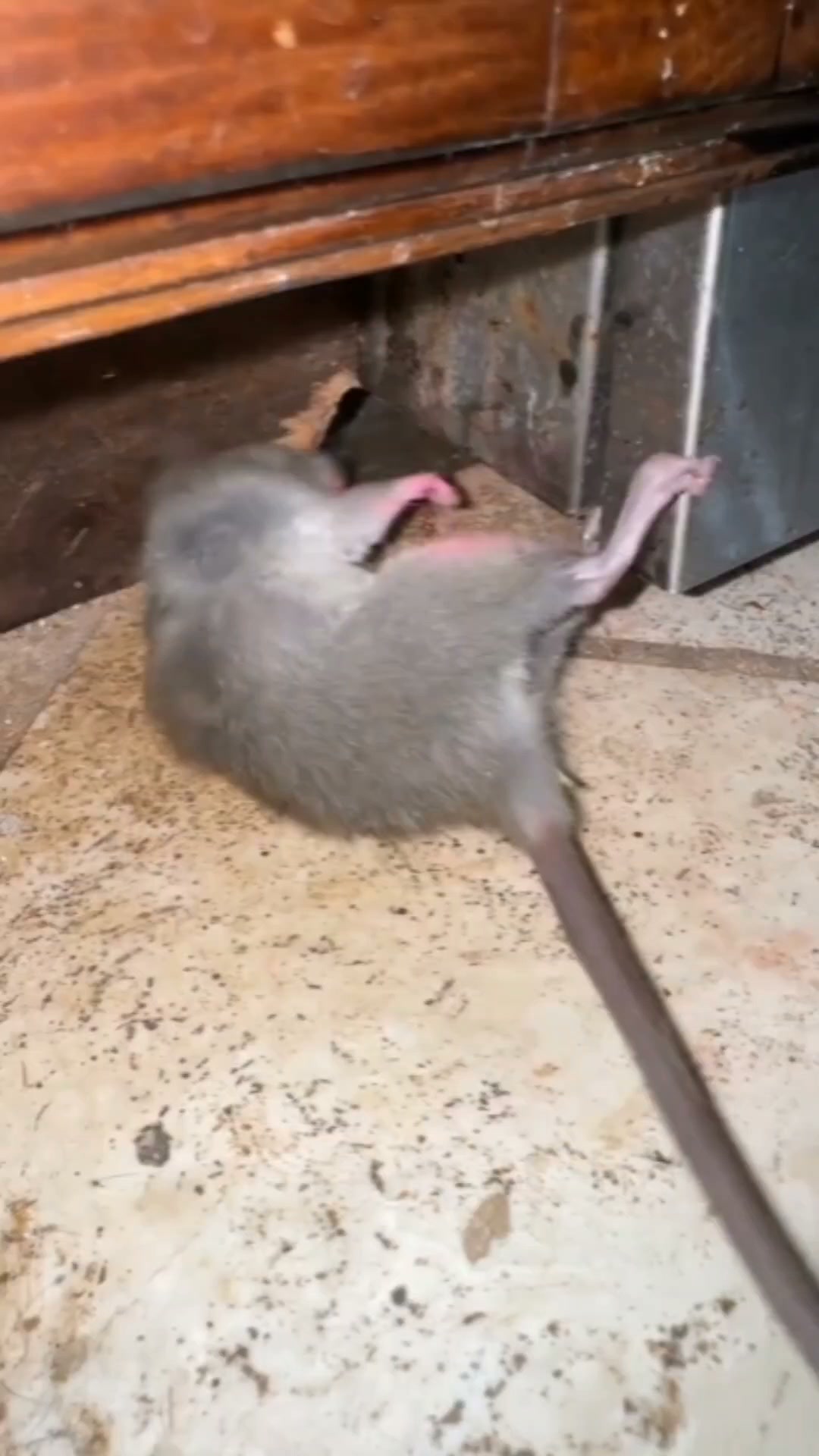 Your Mousetrap Is The Problem