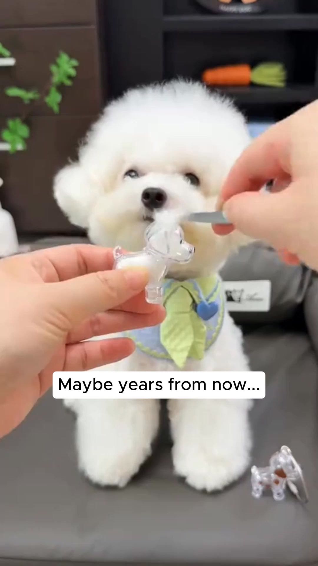 #1 Pet Memory