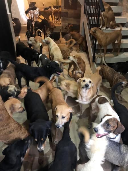 Come impedire rapidamente al cane di fare pipì in casa