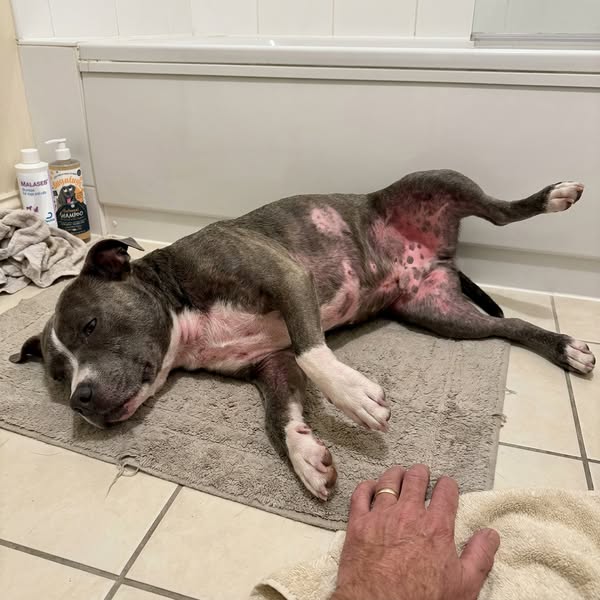Read This Before Your Next Vet Bill