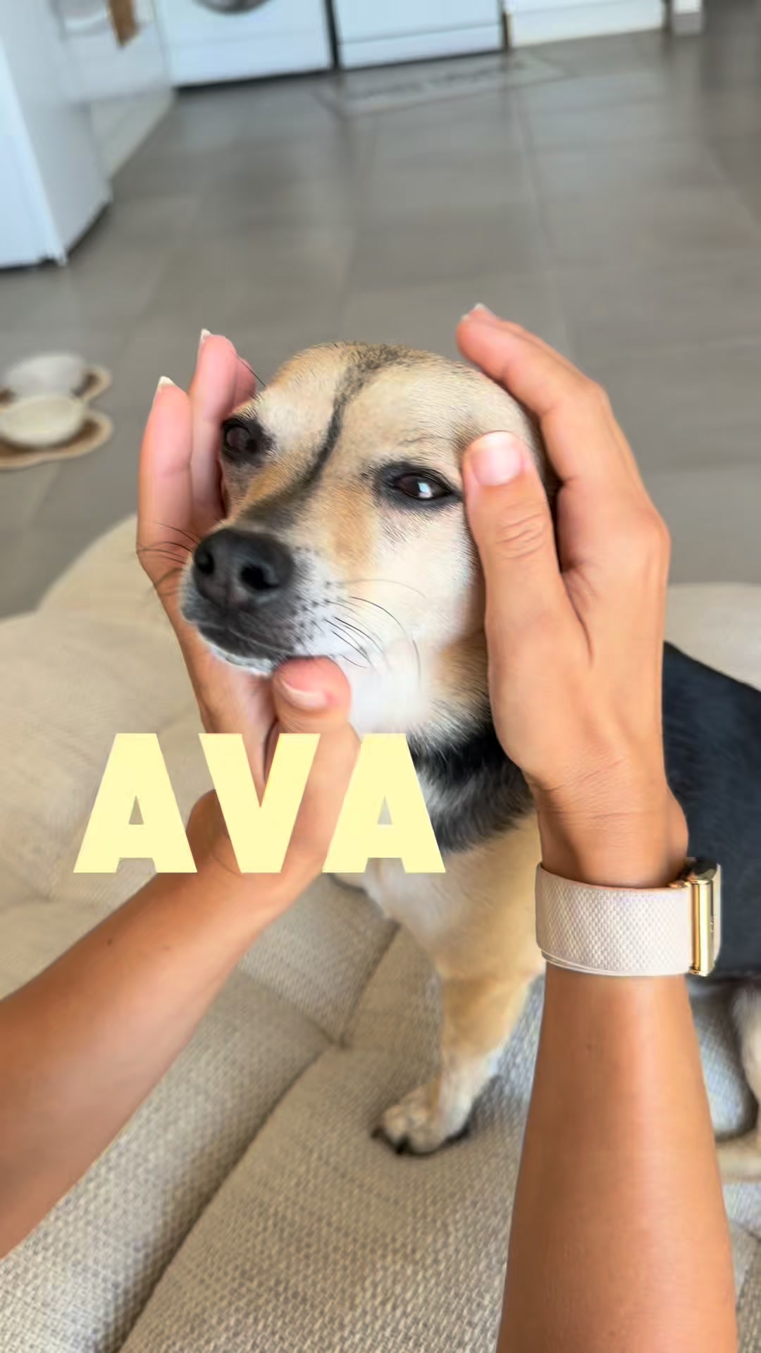 Occupez votre chien naturellement