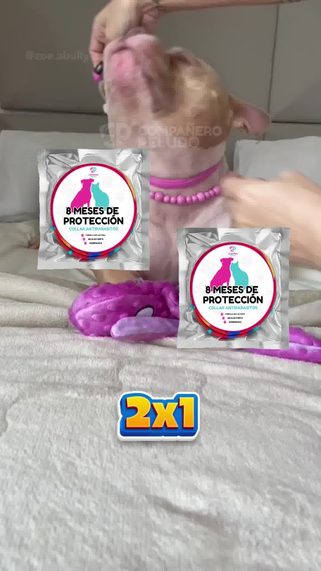 ¿Tu perro se rasca mucho?