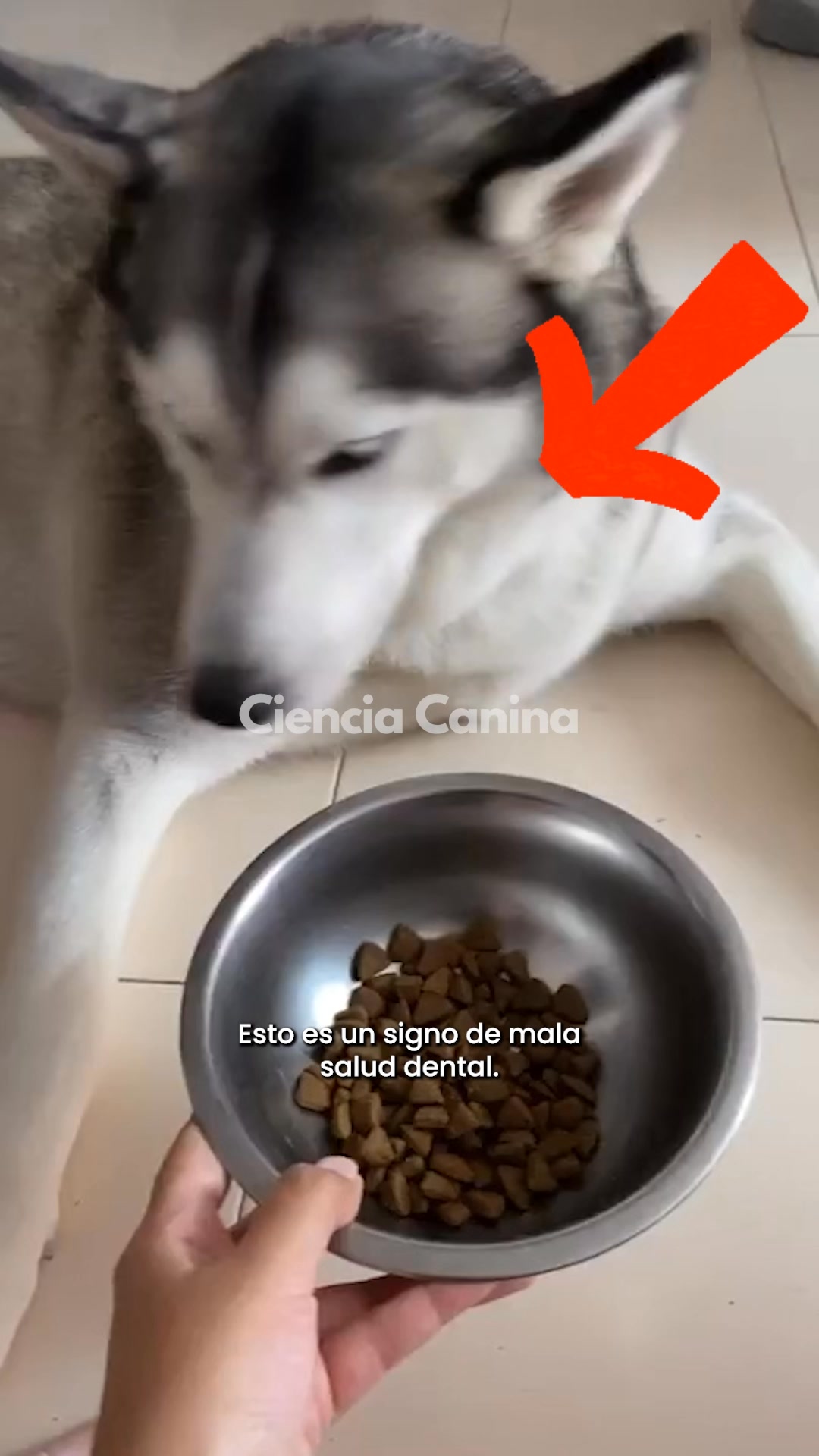 Lee si tu perro no te deja cepillarle los dientes