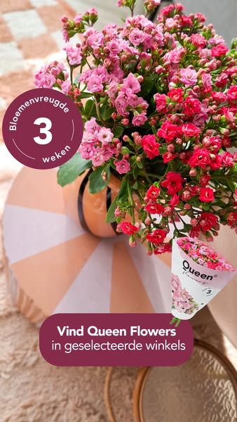 Bloeit minstens 3 weken