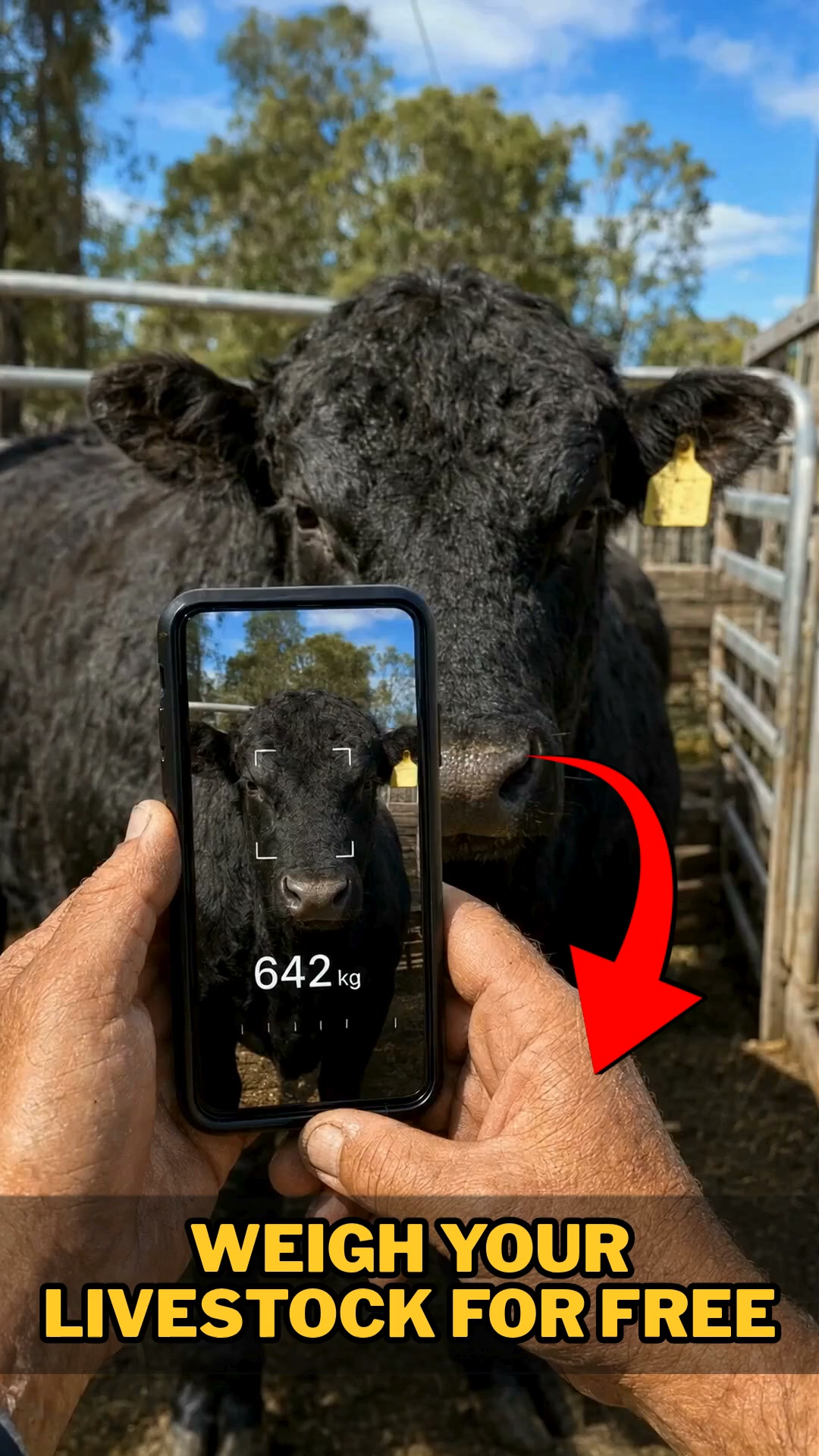 Discover How Much Your Herd Is Worth