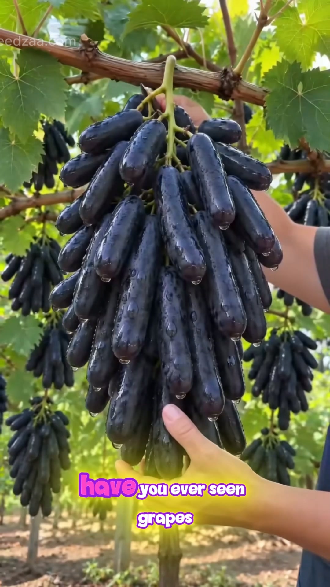 �Giant Vineman Tomato
