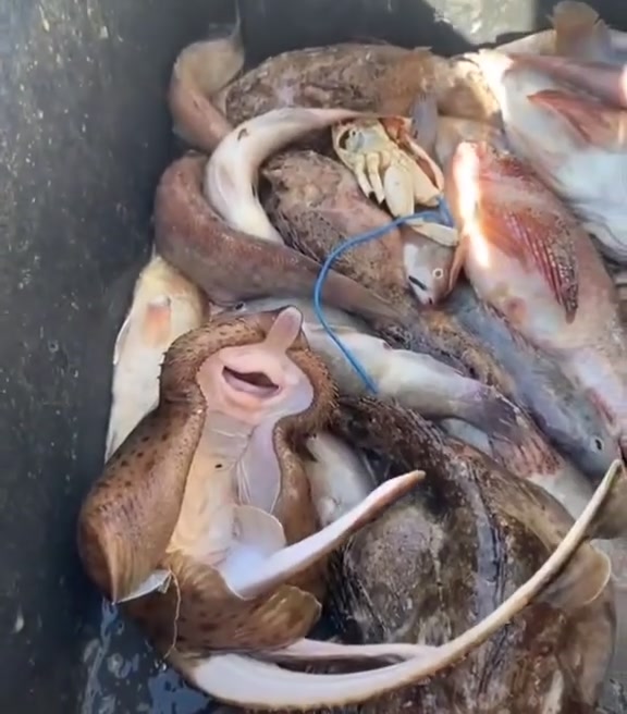 Anúncio de Hapylong
