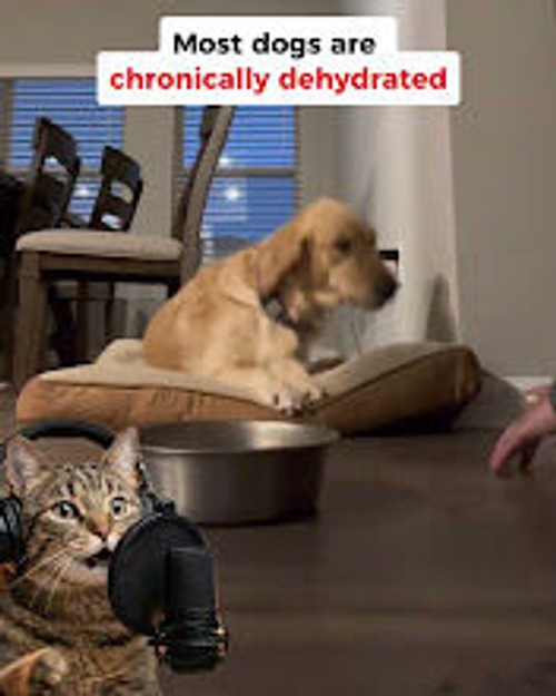 99% Dog Parents Get This WRONG!