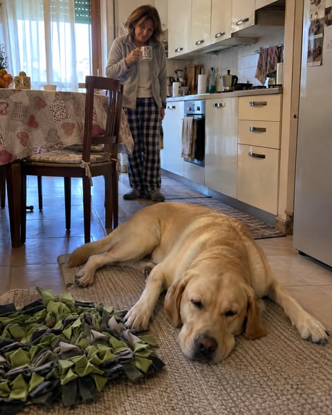 Il tuo Labrador non ha bisogno di fare di più