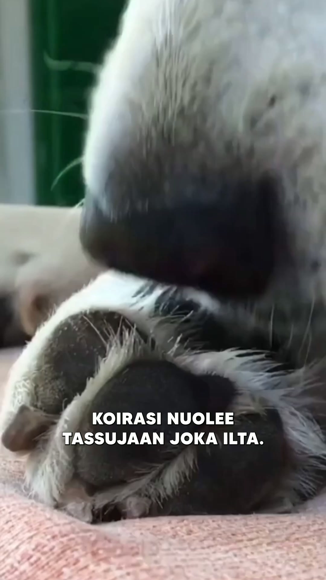 Jos tunnistat jonkin näistä merkeistä, kokeile näitä tehokkaita purupaloja
